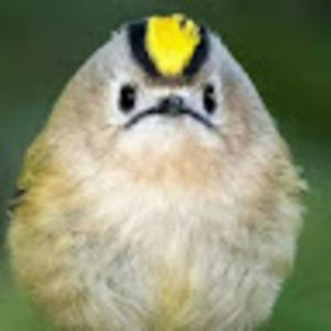 Meet your Posher, Birdie